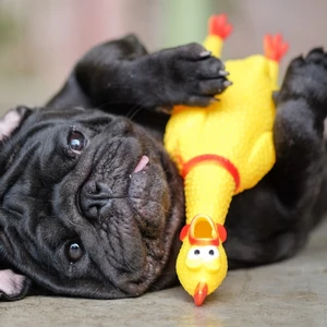 Pískajúca kurča hračka pre psov