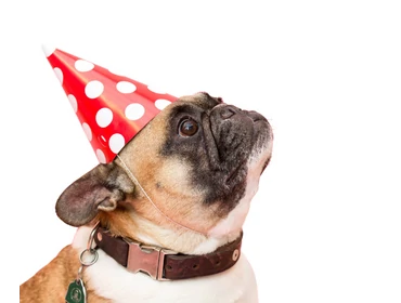 Narodeninové balíčky pre psov