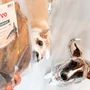 Obraz 2/2 - KIVO Sušené hovädzie ucho, balenie 5 ks