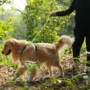 Obraz 2/10 - Postroj pre psa bez ťahania s integrovaným navíjacím vodítkom, zelený M
