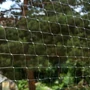 Obraz 2/9 - Priehľadná mačacia sieť, S, 3x4 m