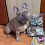 Obraz 3/3 - Sušené chlpaté králičie uši 100 g, HAPPY BULLDOG