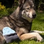 Obraz 3/4 - CoolPets Chladivý Ľadový Tučniak – zmraziteľná chladivá hračka pre psov