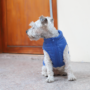 Obraz 3/4 - Vodeodolný kabát pre psa bez srsti, modrý, XL (veľkosť francúzskeho buldočka)