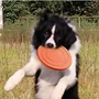 Obraz 3/6 - Happy Bulldog farebné gumové frisbee pre psov, zelené