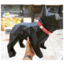 Obraz 1/8 - Súprava 3D papierových sôch francúzskeho buldočka, čierna