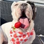 Obraz 5/5 - Psia šatka HappyBulldog „Jahodový zázrak”