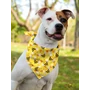 Obraz 3/3 - HappyBulldog Včielková šatka pre psa