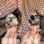 Obraz 4/5 - Kefa na čistenie labiek domácich zvierat s masážnou hlavicou