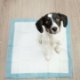 Obraz 5/5 - Box pre psov s pružinami, 10 kusov, 35x45 cm