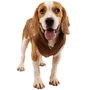 Obraz 8/11 - Free Dogs zateplená bunda pre psa, červená, veľkosť 3XL (vhodná pre anglického buldočka).
